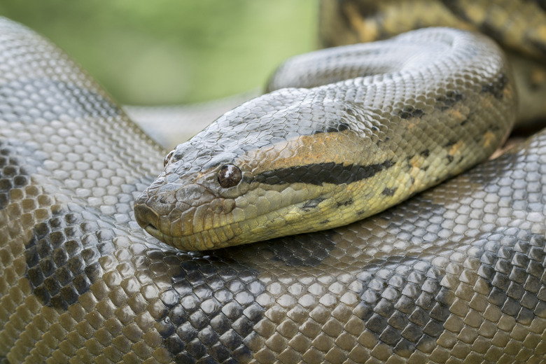 <h3>Comparing Boa, Python, and Anaconda</h3><br />