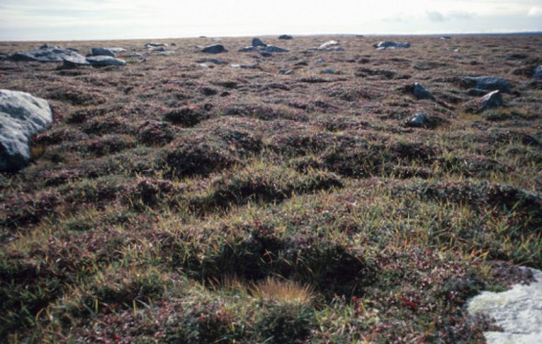 <h3>Shrubs in the Tundra Ecosystem</h3>