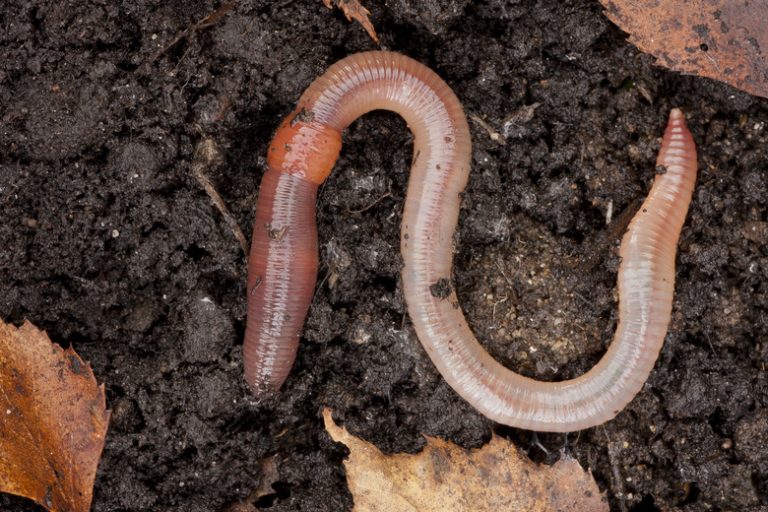 <h3>Classifications of Earthworms</h3> <br /><h4>Sciencing</h4>