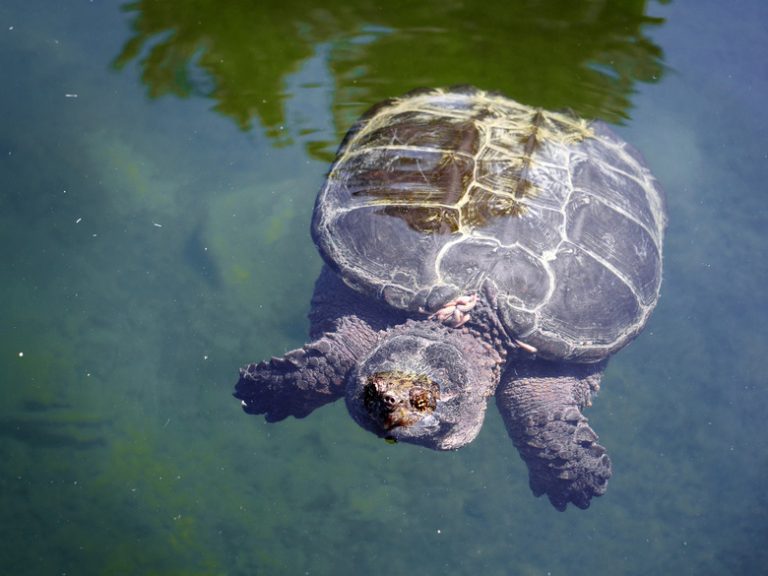 <h3>Varieties of Snapping Turtles</h3> <br /><h4>Exploring Different Species</h4>