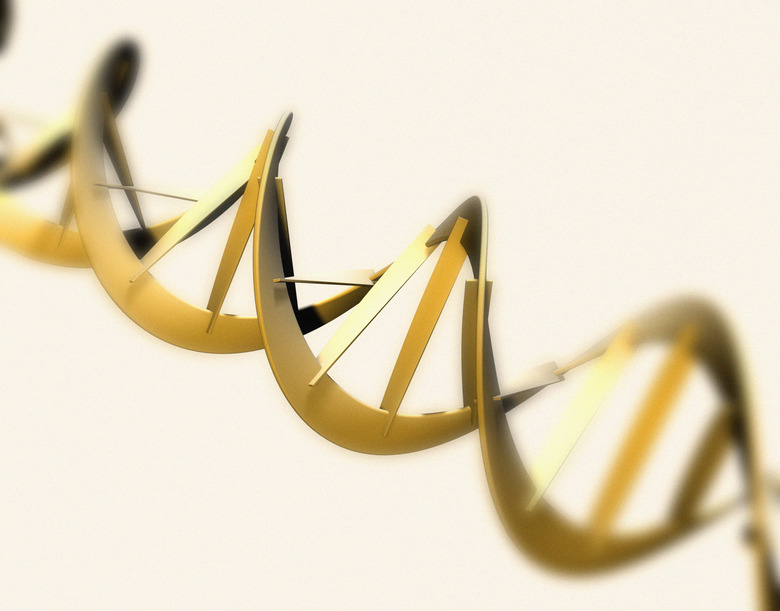 <h3>How to Label a DNA Structure</h3>