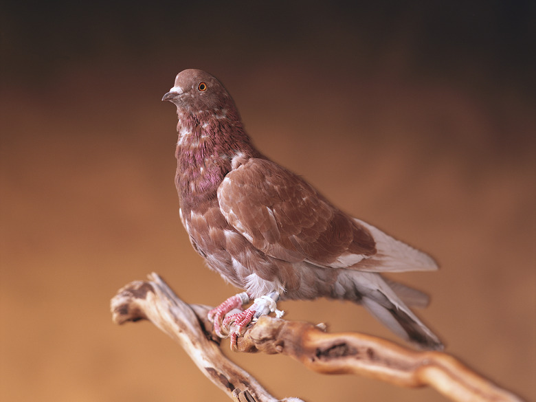 <h3>Comparing Passenger Pigeons and Carrier Pigeons</h3>