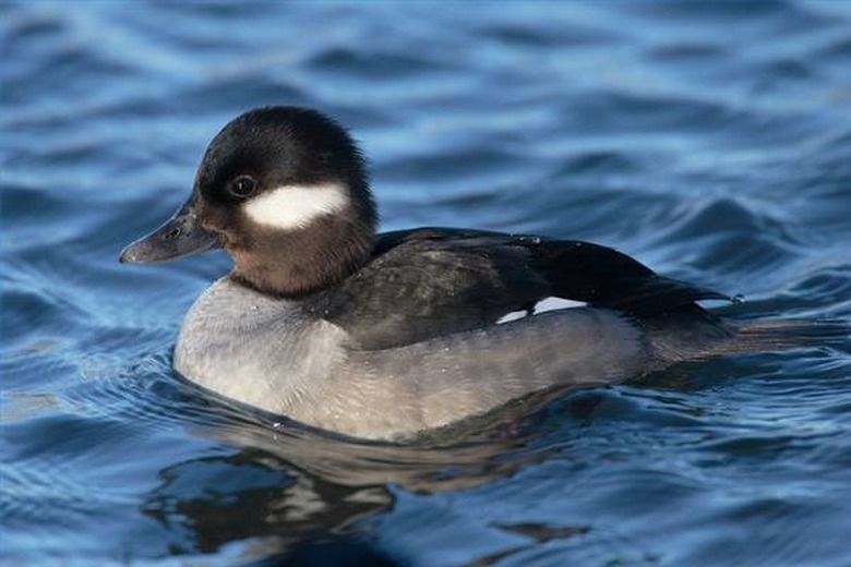 <h3>Understanding the Flight Mechanism of Ducks</h3>