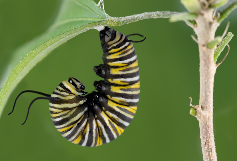 <h3>Common Caterpillar Species Found in Tennessee</h3>