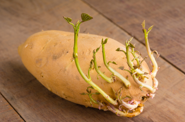 <h3>Growing Potatoes in Water for a Science Project</h3>