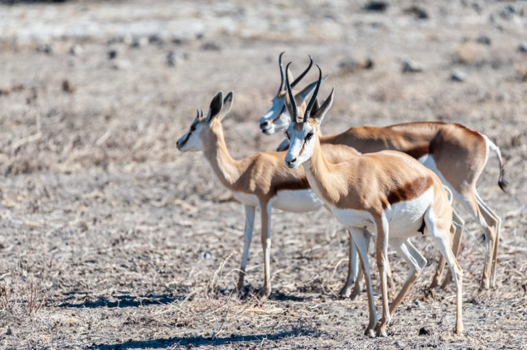 <h3>Predators of Gazelles</h3>