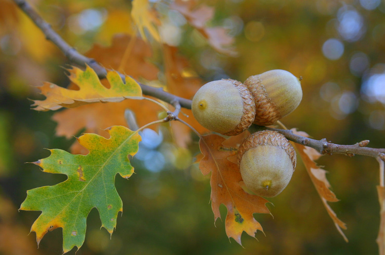 <h3>The Journey of an Acorn Seedling to Maturity</h3>