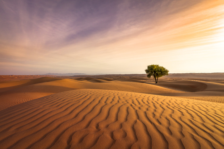 <h3>Characteristics of the Desert Biome</h3>