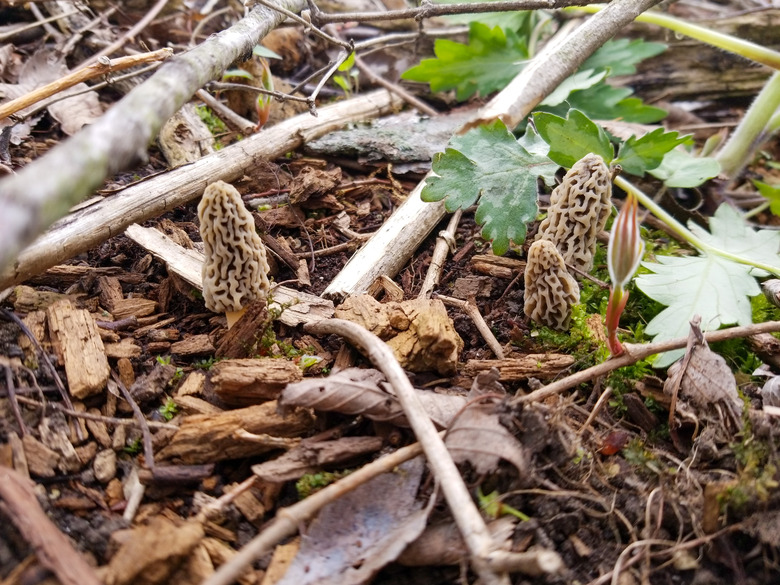 <h3>Identifying Wild Mushrooms in Tennessee</h3>