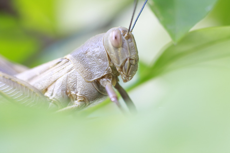 <h3>Understanding the Distinctions Among Locusts, Grasshoppers, and Cicadas</h3>