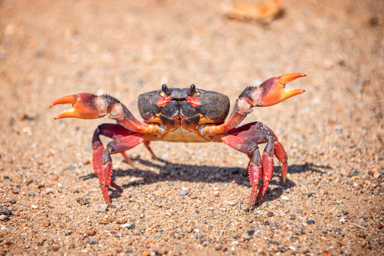 <h3>Comparing Crustaceans and Insects</h3>