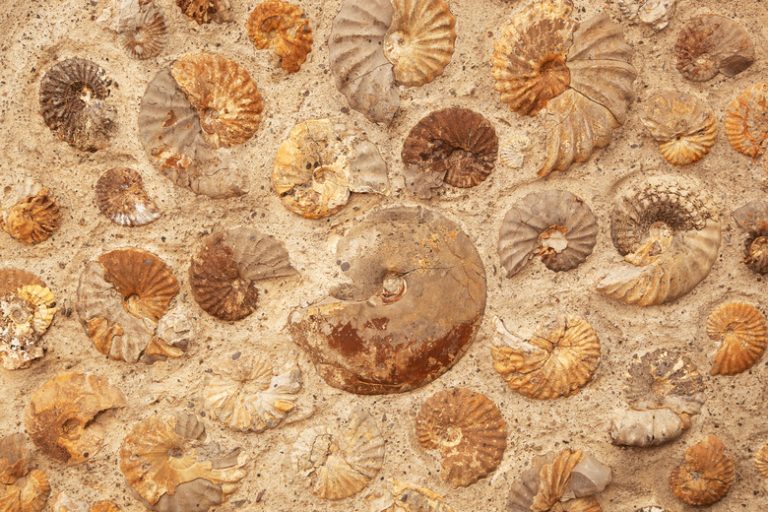 <h3>The Four Types of Fossils</h3>