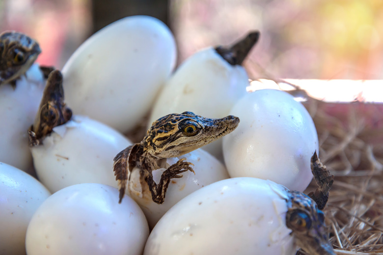 <h3>Exploring the Differences and Similarities Between Mammals and Reptiles</h3>