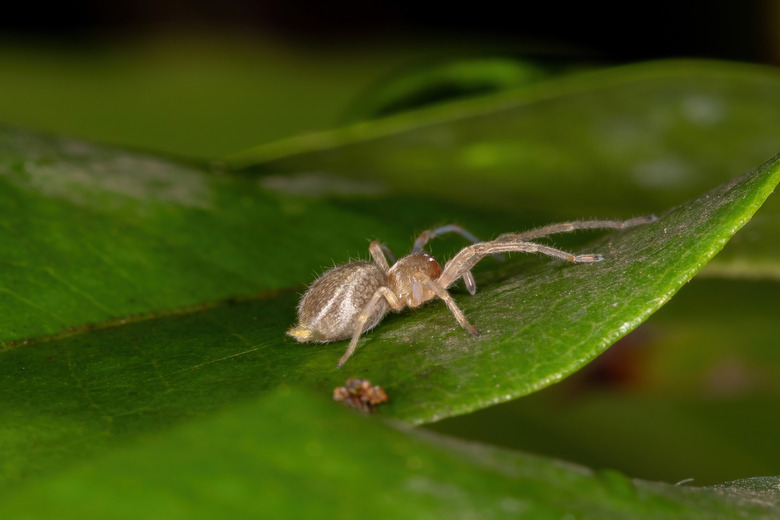 <h3>Exploring the Presence of White Spiders in Florida</h3>