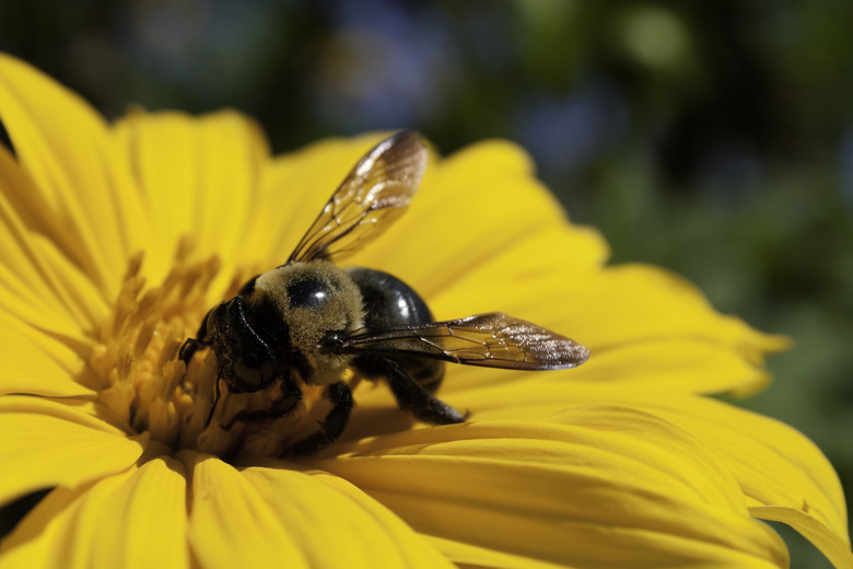 <h3>Locating a Carpenter Bee Nest</h3>