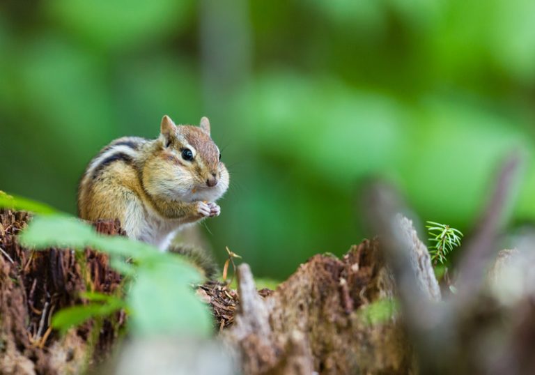 <h3>The Life Cycle of a Chipmunk</h3>