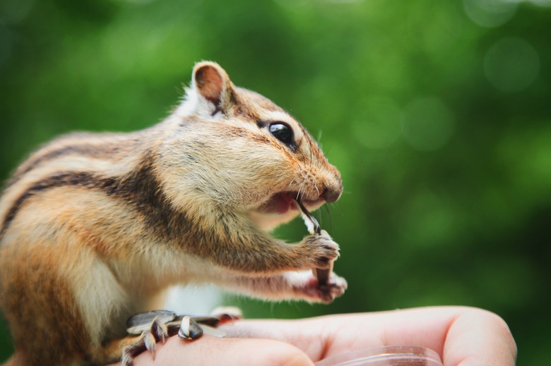 <h3>Predators of Chipmunks</h3>