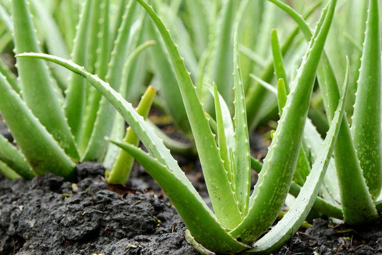 <h3>Methods of Reproduction in Aloe Plants</h3>