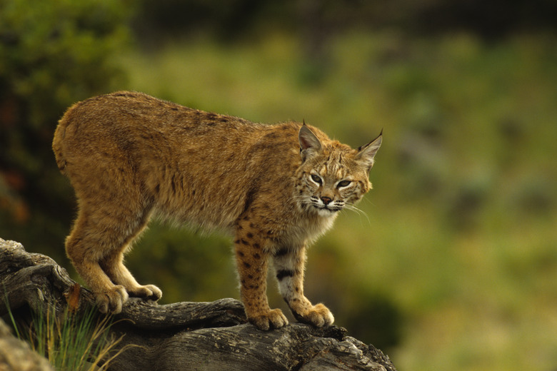 <h3>Exploring Different Types of Bobcats</h3>