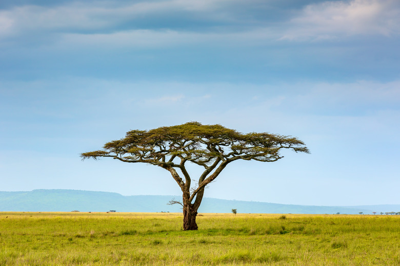 <h3>Insects and Flowers in Savanna Grasslands</h3><br />