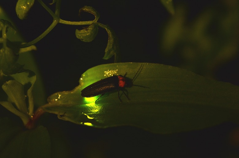 <h3>Ways to Preserve Fireflies</h3>