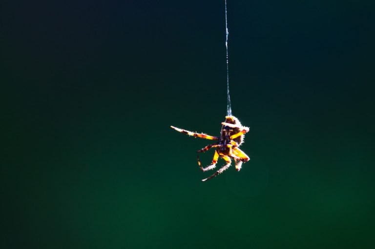 <h3>Adaptations of Spiders</h3> <br /><h4>Understanding Spider Survival Mechanisms</h4>