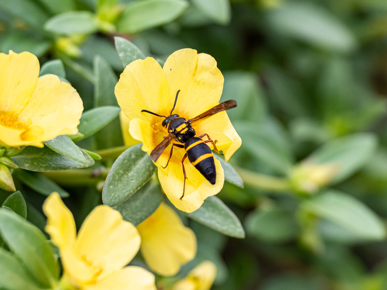 <h3>Identifying Mason Wasps</h3>