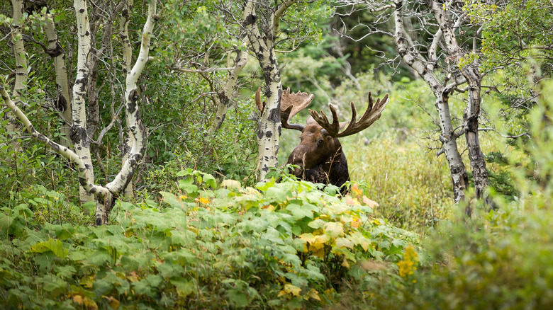 <h3>Overview of Biotic and Abiotic Factors in a Forest Ecosystem</h3>