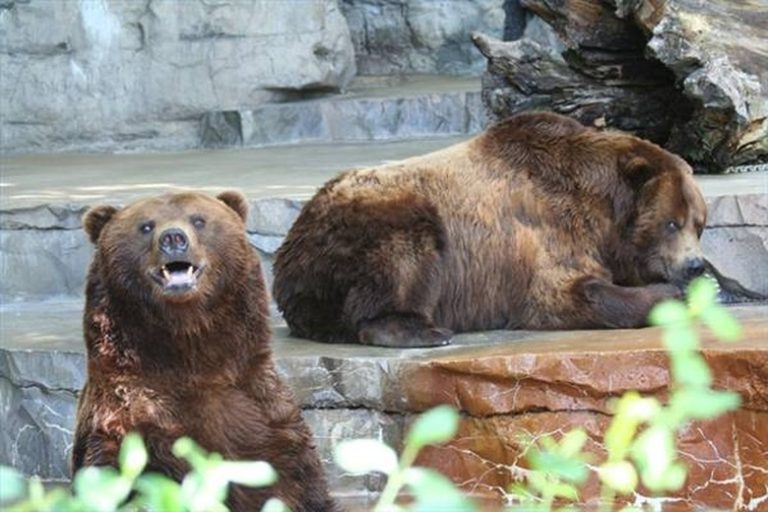 <h3>Understanding Bear Mating Behavior</h3>