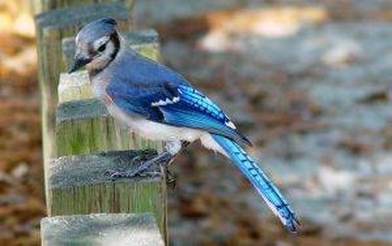 <h3>Understanding the Mating Habits of Blue Jays</h3>