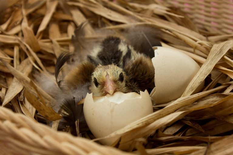 <h3>Understanding Bird Gestation Periods</h3>