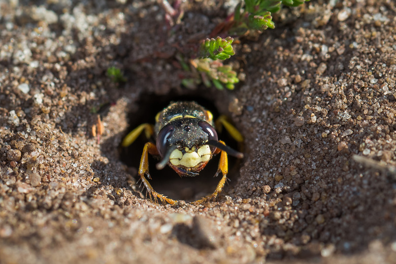 <h3>Identifying Ground Wasps</h3>