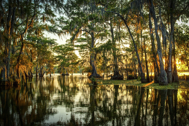 <h3>Varieties of Trees Found in Swamps</h3>