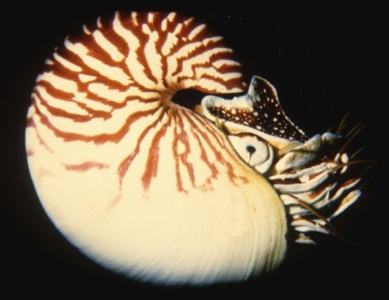 <h3>The Distinctions Between Nautilus and Ammonite</h3>