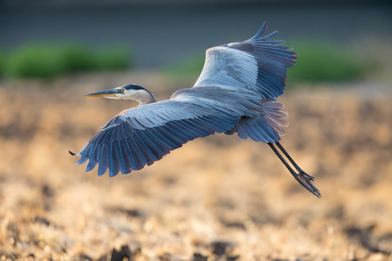 <h3>Exploring the Mating Habits of Great Blue Herons</h3>