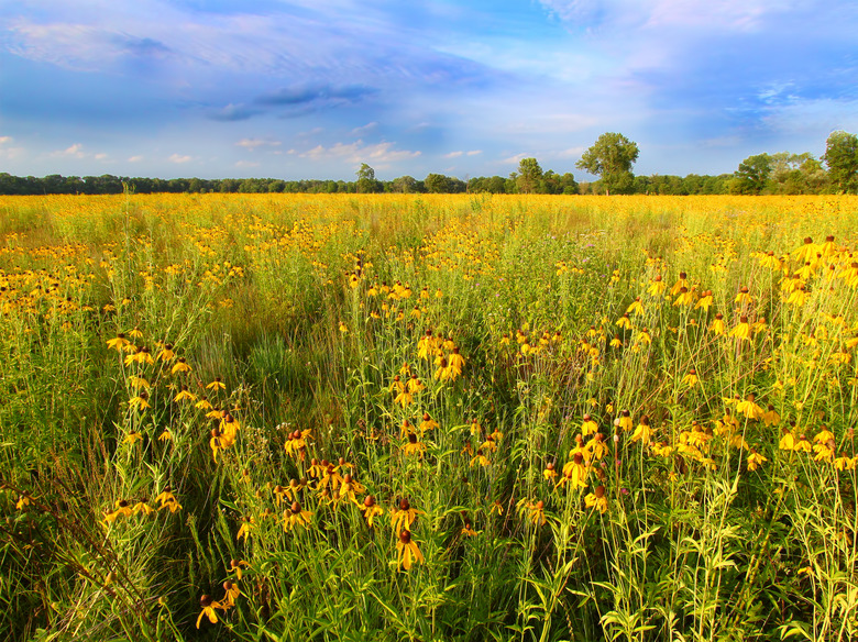 <h3>Understanding Climate in Temperate Grasslands</h3>