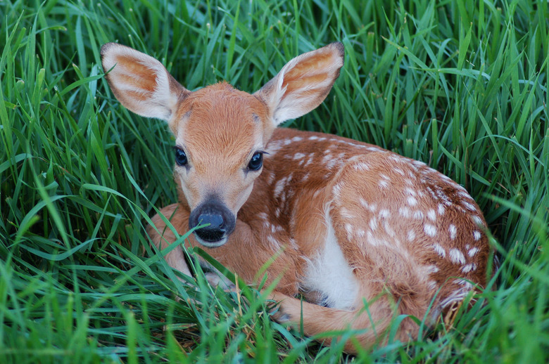 <h3>Determining the Age of a Fawn</h3>