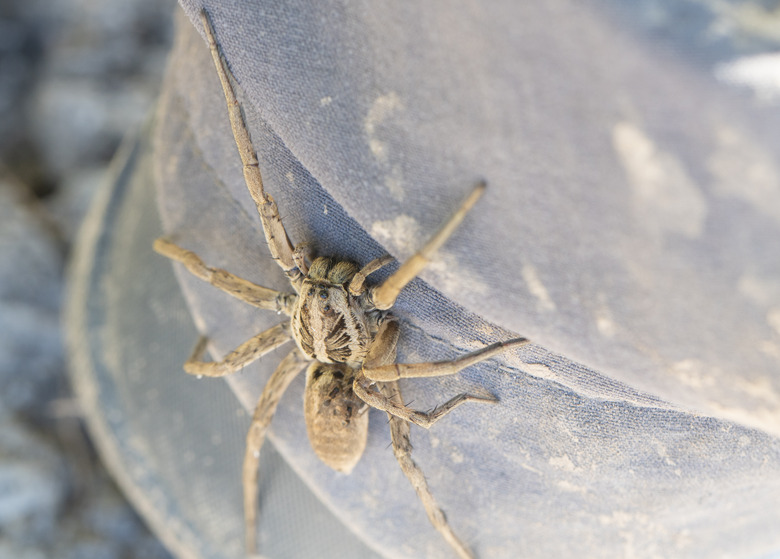 <h3>Large Native Spiders Found in Wisconsin</h3>