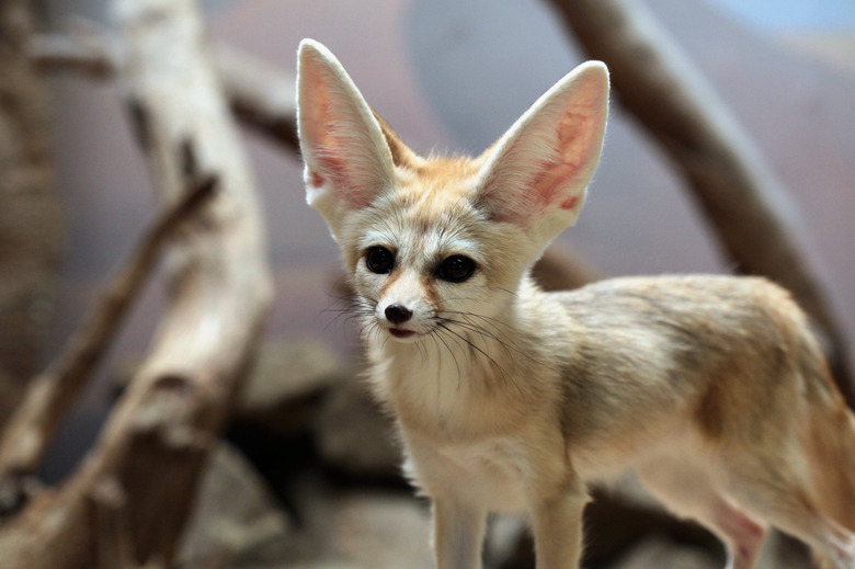 <h3>Creatures of the Arid Desert</h3> <br /><h4>Exploring Adaptations of Desert Wildlife</h4>