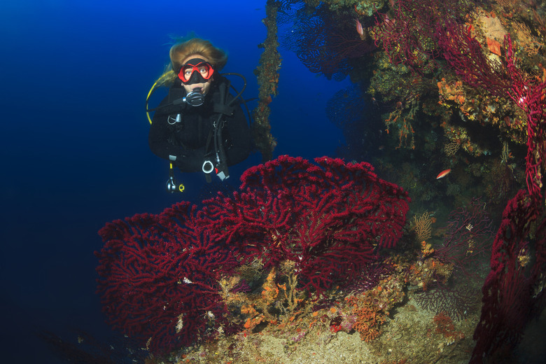 <h3>The Essential Biotic and Abiotic Elements of the Great Barrier Reef Ecosystem</h3>