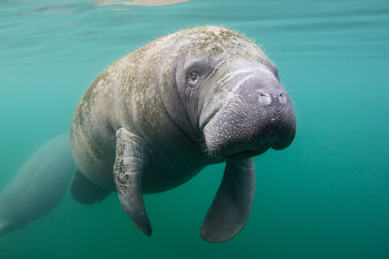 <h3>Creatures That Consume Seagrass</h3>