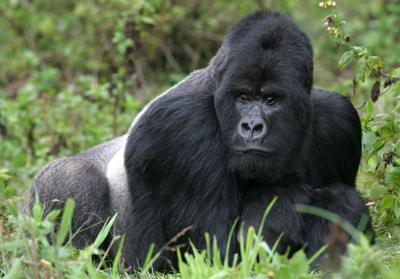 <h3>The Diet of the Silverback Gorilla</h3> <h4>Exploring the Nutritional Habits of This Majestic Primate</h4>