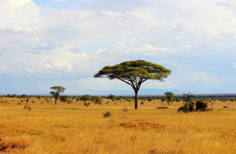 <h3>Exploring the Abiotic Factors of the Grassland Biome</h3>