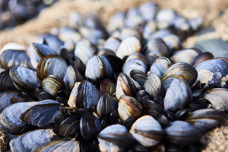 <h3>What Preys on Mussels?</h3> | Sciencing