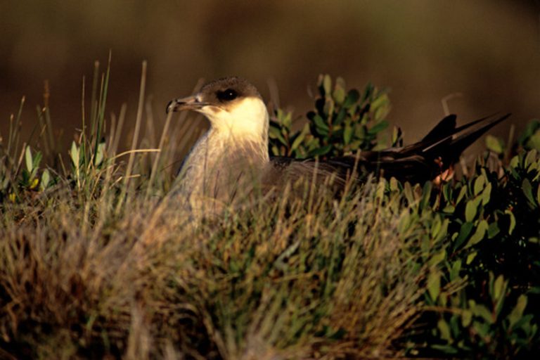 <h3>Exploring Tundra Grasses</h3> <br /><h4>Understanding the Role of Grasses in Tundra Ecosystems</h4>