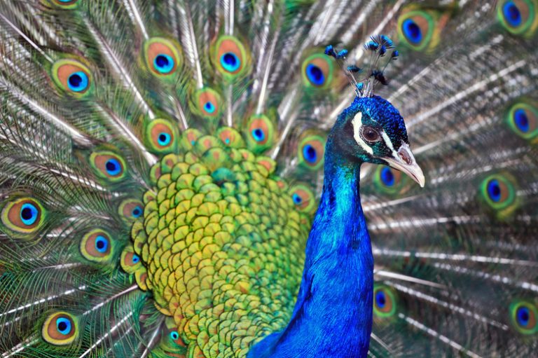 <h3>How to Distinguish Between Male and Female Peacocks</h3>