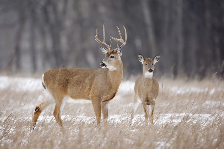 <h3>When Do Male Deer Start Growing Antlers?</h3>