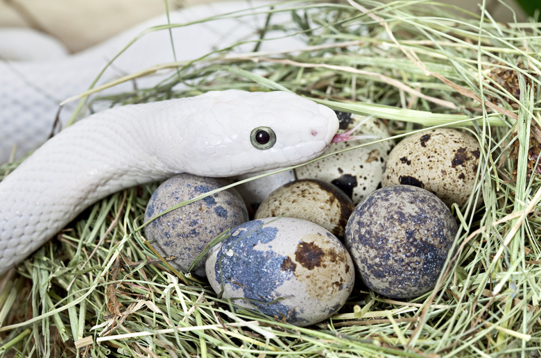 <h3>Identifying Snake Eggs</h3>