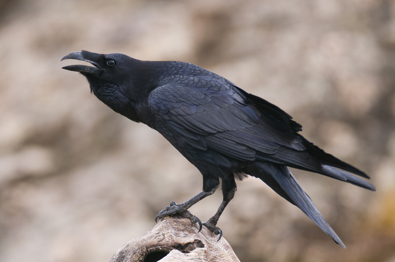 <h3>Identifying a Raven Feather</h3>