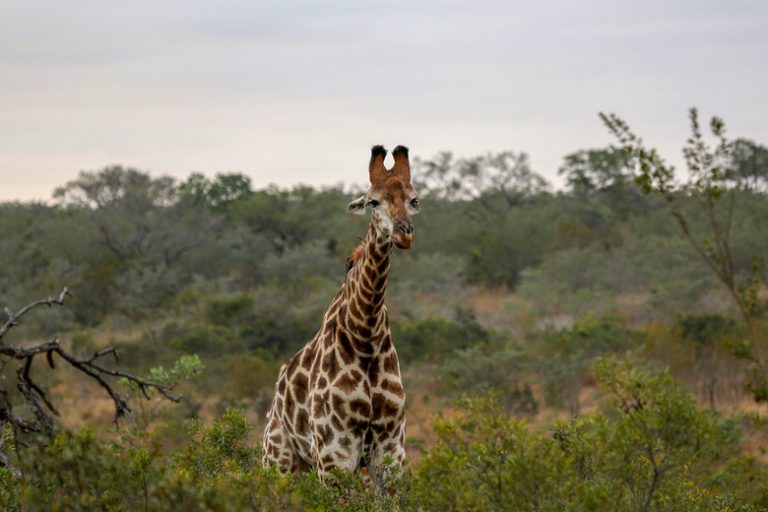 <h3>Insights into Giraffe Vision</h3> <br /><h4>Understanding the Unique Characteristics of Giraffe Eyes</h4>